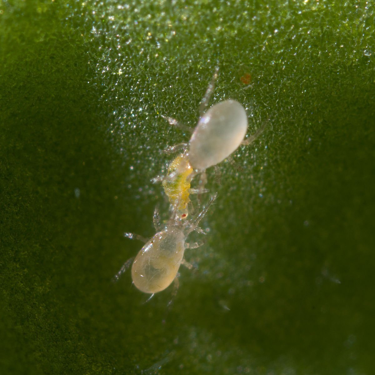 Amblyseius swirskii beneficial organism on plant leaf