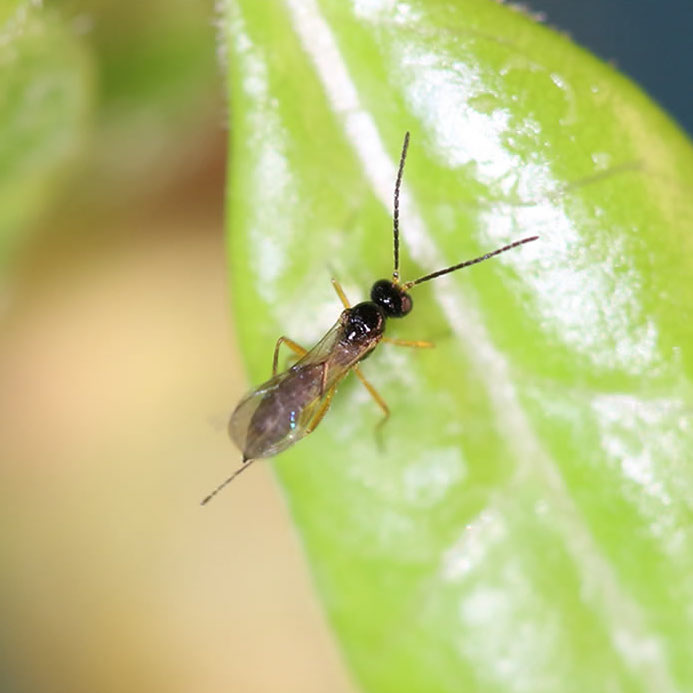 Aphidius colemani beneficial insect