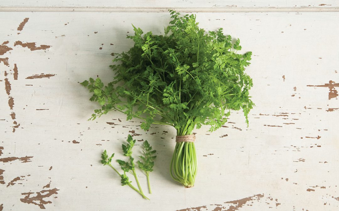 Chervil – An Overlooked Herb