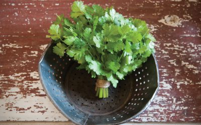 How to Grow Cilantro