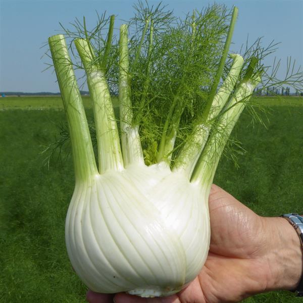 Fennel Dragon