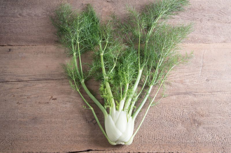leafy fennel