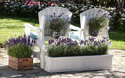 Growing Lavender in Containers