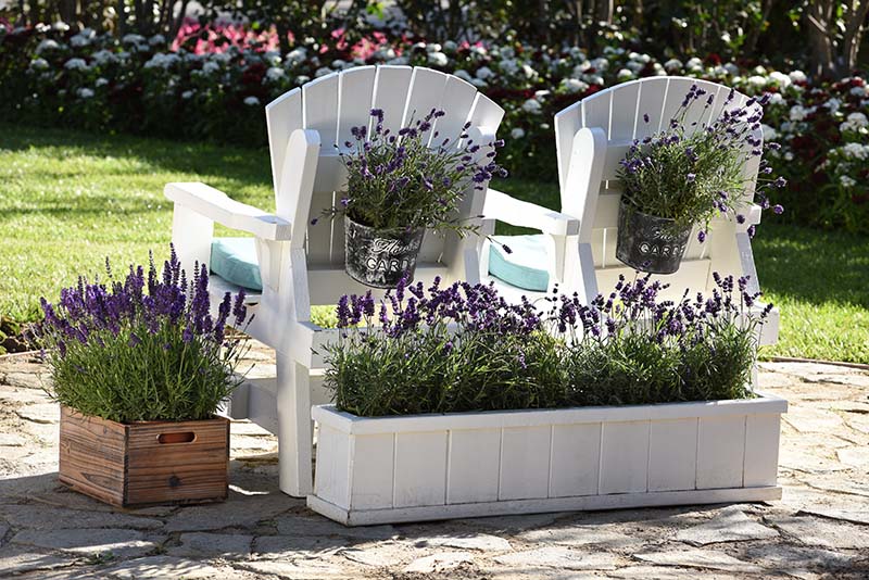 lavender growing in containers outside