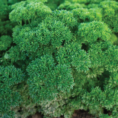 Parsley Wega
