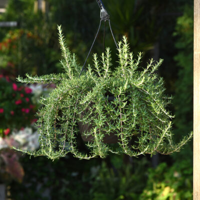 Rosemary Blue Cascade