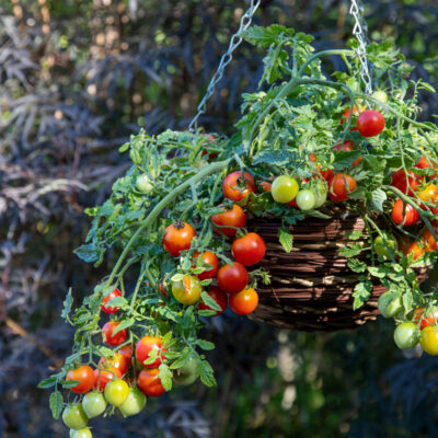 Tomato Cherry Blast
