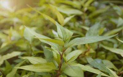 What is Vietnamese Coriander?