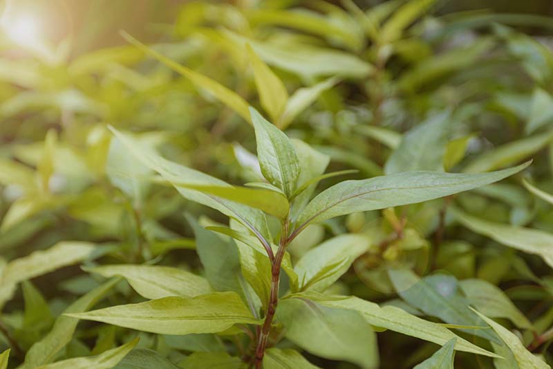 What is Vietnamese Coriander?