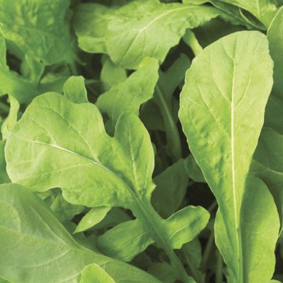 Arugula Astro