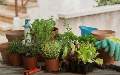 How to Start an Herb Garden