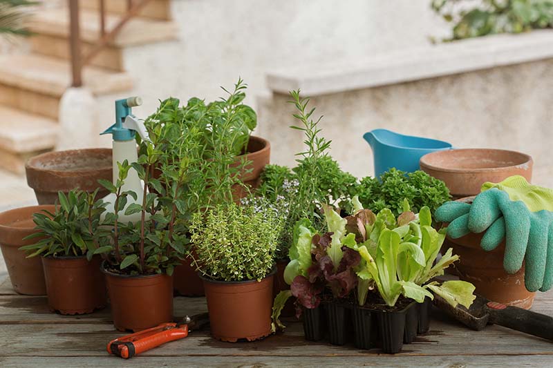 How to Start an Herb Garden