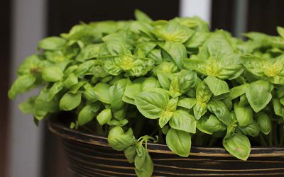 How to Grow and Harvest Basil