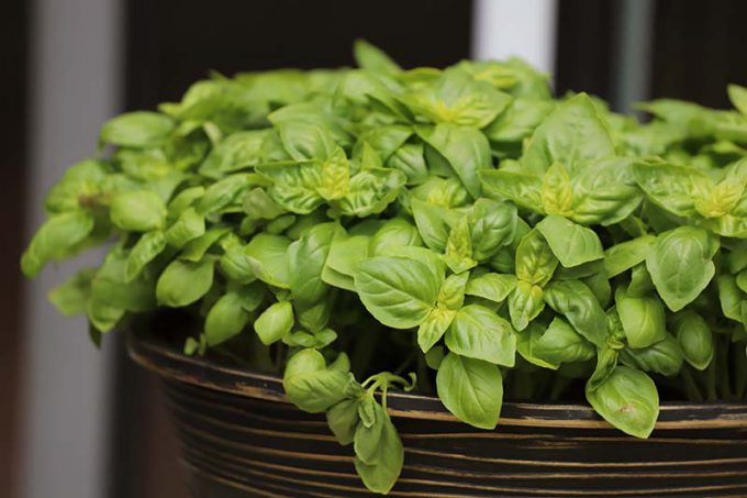 How to Grow and Harvest Basil