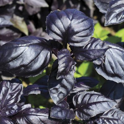 Basil Amethyst