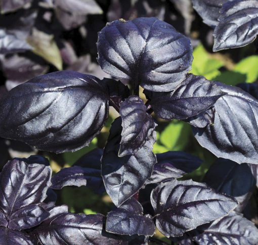 Basil Amethyst