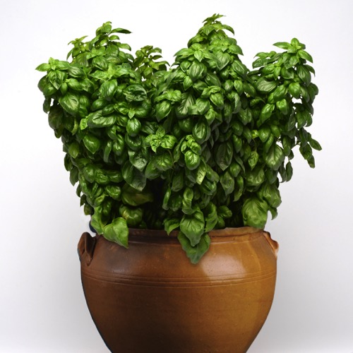 Basil Everleaf Genovese