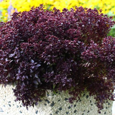 Basil Purple Ball