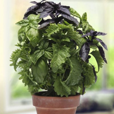 Basil Try Basil
