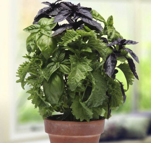 Basil Try Basil