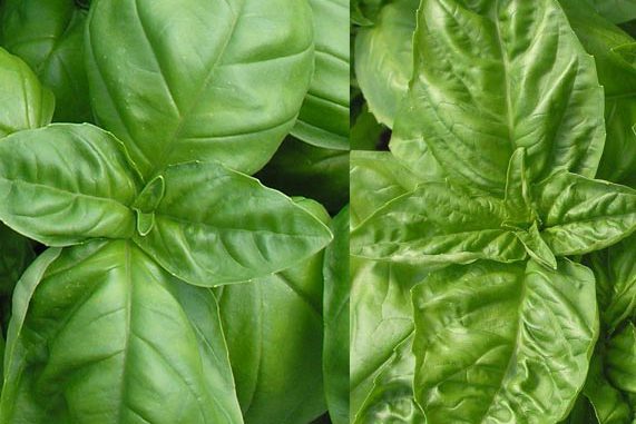 What is the Difference Between Genovese Basil and Nufar Basil?