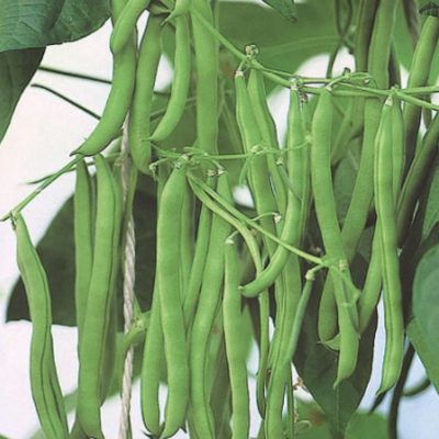 Beans Blue Lake