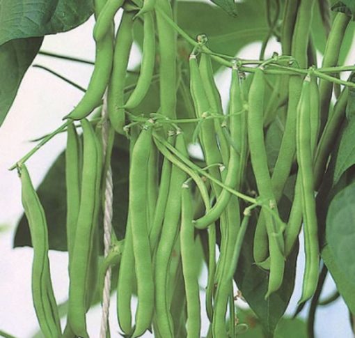 Beans Blue Lake