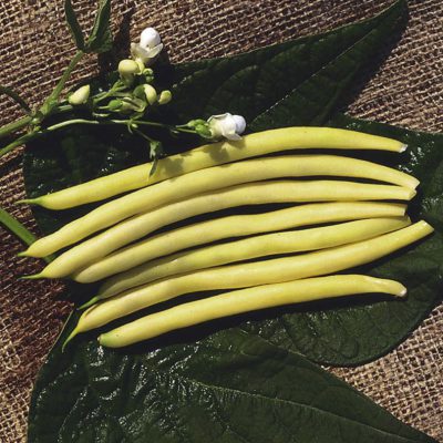 Beans Gold Rush
