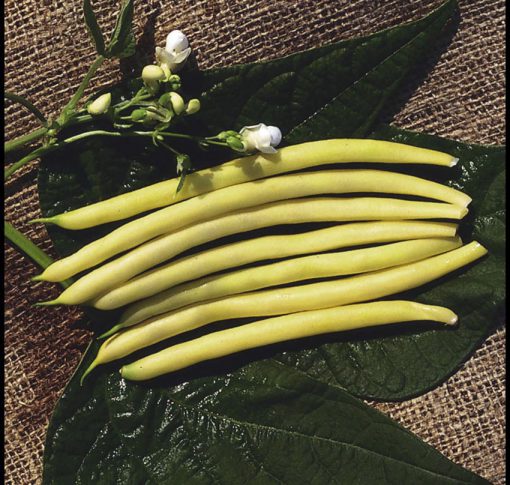 Beans Gold Rush