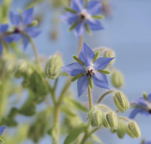 Borage