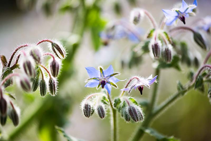 borage plant with blue flowers