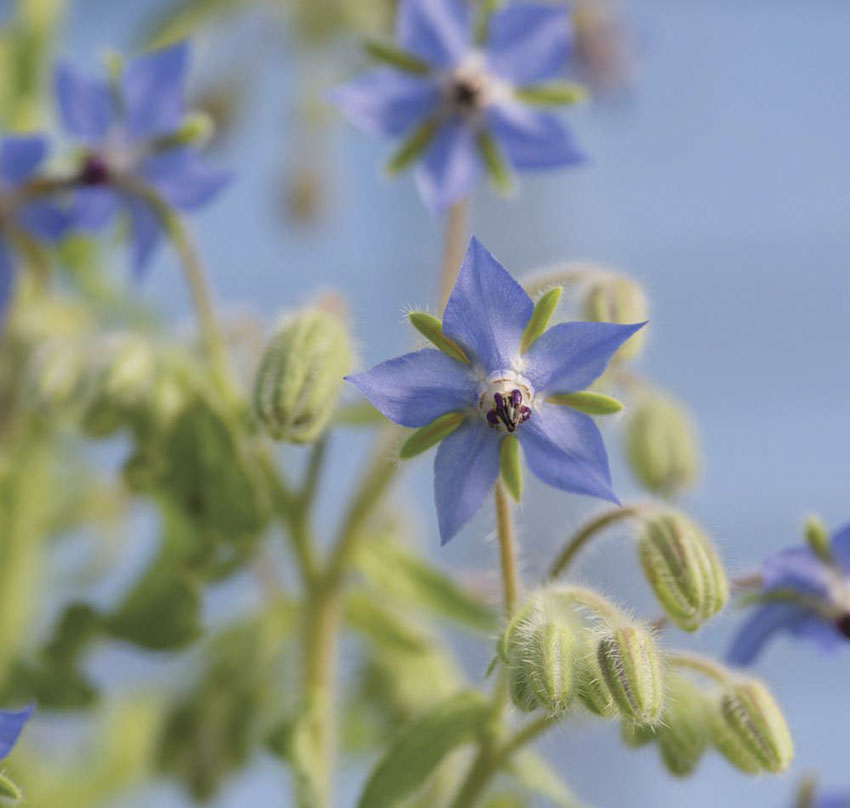 Borage