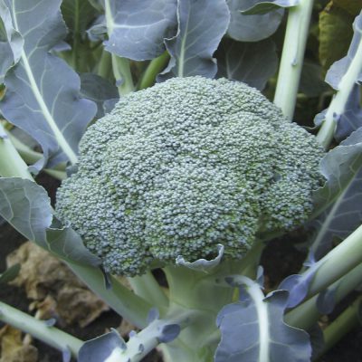 Broccoli Lieutenant