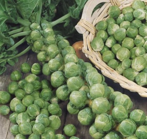 Brussels Sprouts Long Island Green