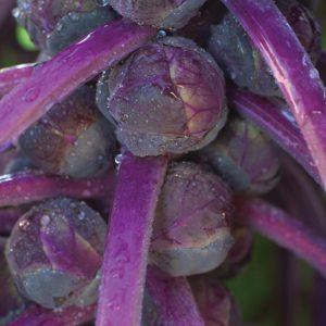 Brussel Sprouts Redarling on plant in the garden