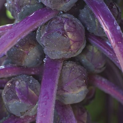 Brussel Sprouts Redarling