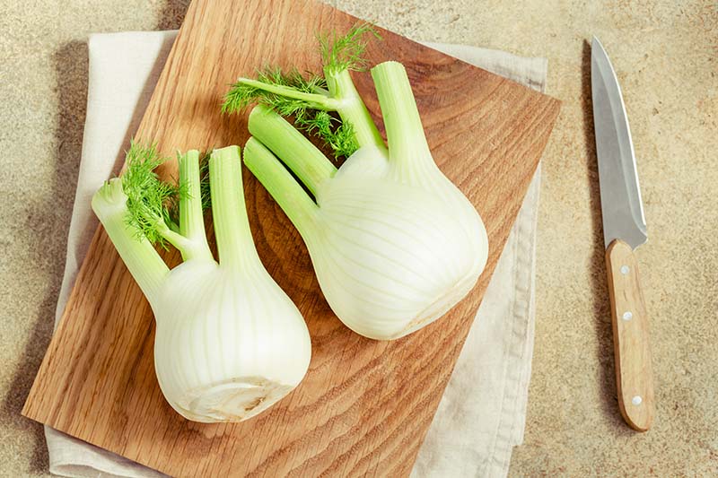 two fresh bulbs of fennel