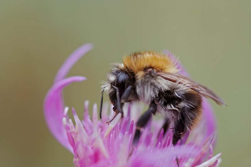 pollinator insect on wildflower