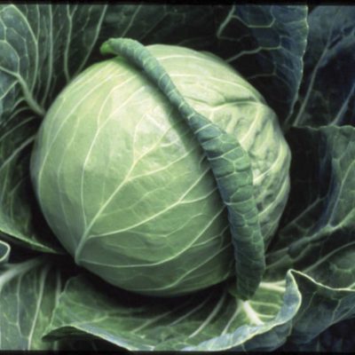 Cabbage Fast Vantage