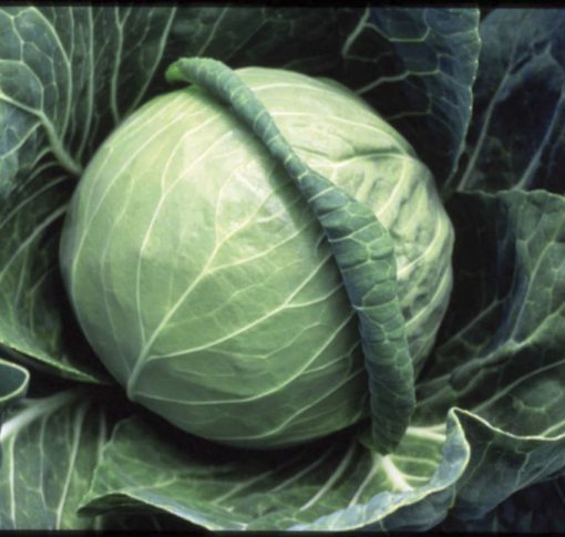 Cabbage Fast Vantage