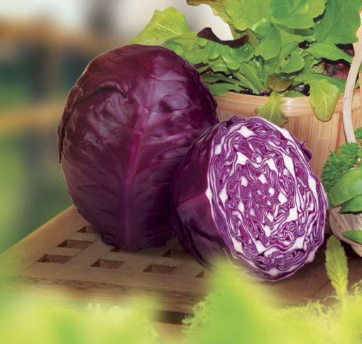 Cabbage Red Acre