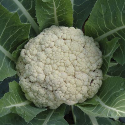 Cauliflower Snow Crown