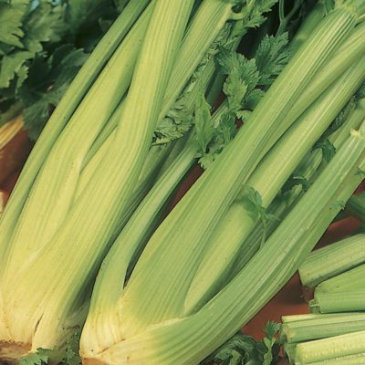 Celery Giant Pascal