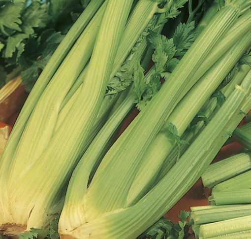 Celery Giant Pascal