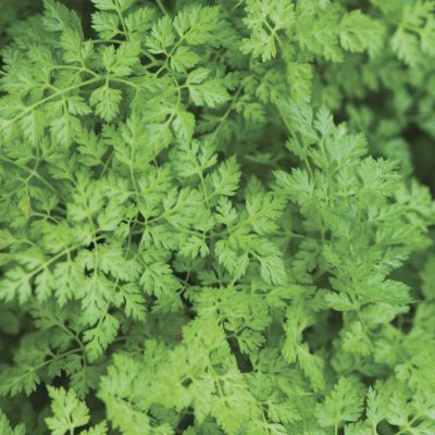 Chervil Vertissimo