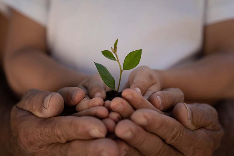 child and adult hands holding young plant