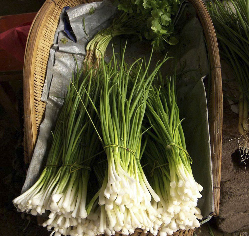 Chives Onion Sweet Valley by Jolly Farmer