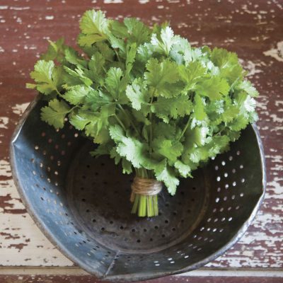 Cilantro Cruiser
