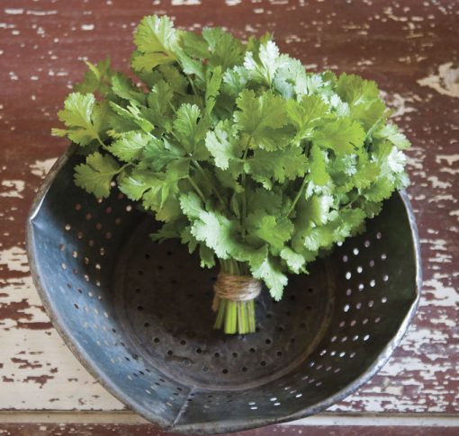 Cilantro Cruiser