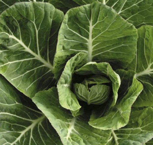 Collards Vates